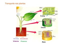 Transporte nas plantas
 