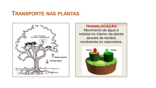 TRANSPORTE NAS PLANTAS
Floema (liber)
Xilema (lenho)
Floema
Xilema
 