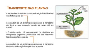 • As plantas sintetizam compostos orgânicos ao nível
das folhas; para tal
necessitam de um sistema que assegure o transporte
de água e sais minerais, desde as raízes até às
folhas.
• Posteriormente, há necessidade de distribuir os
compostos orgânicos produzidos até aos restantes
tecidos vegetais; para tal
necessitam de um sistema que assegure o transporte
de compostos orgânicos por toda a planta.
TRANSPORTE NAS PLANTAS
H2O, Carboidratos
H2O e minerais
dissolvidos
H2O
CO2
O2
 