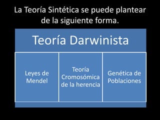 Que es la Teoría Sintética ?Es la teoría de la evolución aceptada en la actualidad. Recibe este nombre, en primer lugar, porque es una teoría en la que colaboran fundamentalmente tres disciplinas: 		- La sistemática (Leyes de Mendel)	- La genética (Teoría Cromosómica)	- La paleontología (Genética de Poblaciones)	yen segundo lugar, porque nos da  varias causas de la evolución: la selección natural, las mutaciones genéticas, la combinación  de los genes y el aislamiento geográfico.