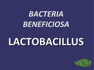 BACTERIA
BENEFICIOSA
LACTOBACILLUSLACTOBACILLUS
 