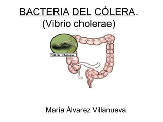 BACTERIA DEL CÓLERA.
(Vibrio cholerae)
María Álvarez Villanueva.
 
