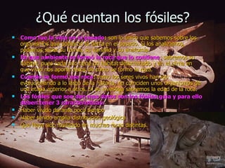 ¿Qué cuentan los fósiles? Como fue la vida en el pasado :  son lo único que sabemos sobre los organismos que poblaron la tierra en el pasado. Si los analizamos, podemos saber su forma, su tamaño y su anatomía. En que ambiente se formó la roca que lo contiene : sabremos su hábitat, pues cada uno tiene un hábitat determinado y en el clima en que vivió nos aporta datos de cómo se formo la roca. Cuando se formó esa roca :  como los seres vivos han ido evolucionando a lo largo de la historia, no coinciden unos organismos de una etapa anterior a otros. Si se investiga sabremos la edad de la roca. Los fósiles que son dan mas datos son los fósiles guía y para ello deben tener 3 características: Haber vivido durante poco tiempo Haber tenido amplia distribución geológica Que haya sido fosilizado en muchas rocas distintas. 