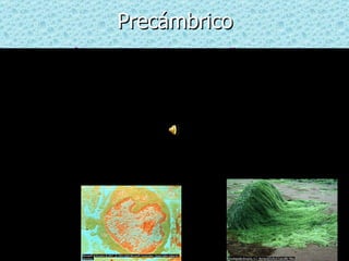 Precámbrico Empezó hace 4600 millones de años.  Las primeras formas de vida como las algas aparecieron 1000 millones de años después. Con la aparición de las algas, aumenta el nivel de oxigeno y provoca la aparición de las primeras células eucariotas que podían evolucionar. En los 400 millones de años restantes de esta etapa surgieron las primeras formas de vida multicelulares 