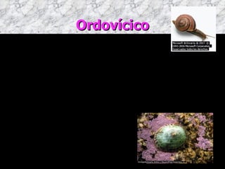 Ordovícico -Empezó hace 488 millones de años. -Se produce un gran avance en la familia de los trilobites. -Las conchas de los gasterópodos son mas duras y mucho mas evolucionadas. -Surge el primer pez, pero sin mandíbula. 