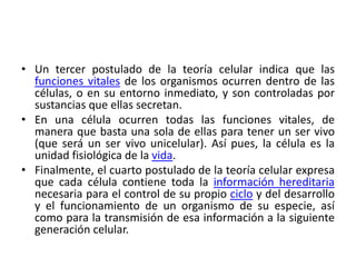 • Un tercer postulado de la teoría celular indica que las
  funciones vitales de los organismos ocurren dentro de las
  células, o en su entorno inmediato, y son controladas por
  sustancias que ellas secretan.
• En una célula ocurren todas las funciones vitales, de
  manera que basta una sola de ellas para tener un ser vivo
  (que será un ser vivo unicelular). Así pues, la célula es la
  unidad fisiológica de la vida.
• Finalmente, el cuarto postulado de la teoría celular expresa
  que cada célula contiene toda la información hereditaria
  necesaria para el control de su propio ciclo y del desarrollo
  y el funcionamiento de un organismo de su especie, así
  como para la transmisión de esa información a la siguiente
  generación celular.
 
