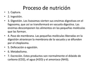 Proceso de nutrición
• 1. Captura.
• 2. Ingestión.
• 3. Digestión. Los lisosomas vierten sus enzimas digestivas en el
  fagosoma, que así se transformará en vacuola digestiva. Las
  enzimas descomponen los alimentos en las pequeñas moléculas
  que las forman.
• 4. Paso de membrana. Las pequeñas moléculas liberadas en la
  digestión atraviesan la membrana de la vacuola y se difunden
  por el citoplasma.
• 5. Defecación o egestión.
• 6. Metabolismo.
• 7. Excreción. Estos productos son normalmente el dióxido de
  carbono (CO2), el agua (H2O) y el amoniaco (NH3).
 