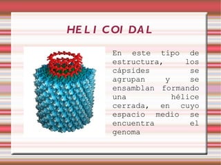 HE L I C OI DA L
        En este tipo de
        estructura,      los
        cápsides          se
        agrupan     y     se
        ensamblan formando
        una           hélice
        cerrada, en cuyo
        espacio medio se
        encuentra         el
        genoma
 