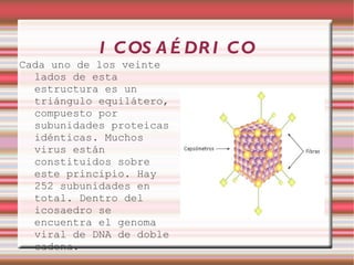 I C OS A É DR I C O
Cada uno de los veinte
  lados de esta
  estructura es un
  triángulo equilátero,
  compuesto por
  subunidades proteicas
  idénticas. Muchos
  virus están
  constituidos sobre
  este principio. Hay
  252 subunidades en
  total. Dentro del
  icosaedro se
  encuentra el genoma
  viral de DNA de doble
  cadena.
 