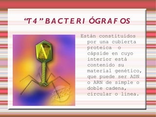 “T 4 ” B A C T E R I ÓGR A F OS
                Están constituidos
                  por una cubierta
                  proteica o
                  cápside en cuyo
                  interior está
                  contenido su
                  material genético,
                  que puede ser ADN
                  o ARN de simple o
                  doble cadena,
                  circular o linea.
 