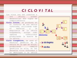 CI CL O V I T A L
Los virus una vez infectan a
   una      célula,       pueden
   desarrollar dos tipos de
   comportamiento;
Ciclo lítico, se producen en
   el interior de una célula
   infectada, utilizando todo
   el     material      y     la
   maquinaria de la célula
   hospedante,    actúan    como
   agentes          infecciosos
   produciendo la muerte de
   la célula.
Ciclo  lisogénico,  se unen al
   material genético de la
   célula en la que se aloja,
   produciendo          cambios
   genéticos en ella, se les
   denomina virus atenuados y
   no destruyen a la célula
   huesped.
 