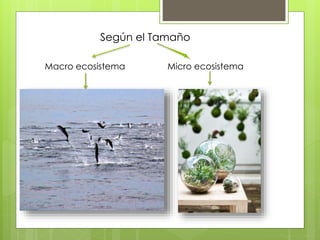Según el Tamaño
Macro ecosistema Micro ecosistema