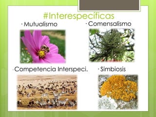 #Interespecíficas
· Mutualismo
· Simbiosis
· Comensalismo
· Competencia Interspeci.
 