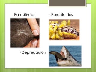 · Parasitismo · Parasitoides
· Depredación
 