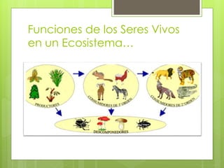Funciones de los Seres Vivos
en un Ecosistema…
 