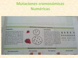 Mutaciones cromosómicas
Numéricas
 