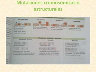 Mutaciones cromosómicas o
estructurales
 
