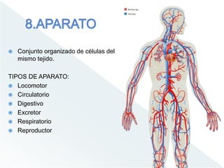  Conjunto organizado de células del
mismo tejido.
TIPOS DE APARATO:
 Locomotor
 Circulatorio
 Digestivo
 Excretor
 Respiratorio
 Reproductor
 