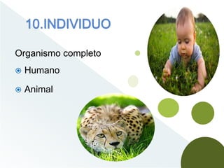 Organismo completo
Humano
Animal