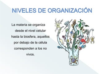 La materia se organiza
desde el nivel celular
hasta la biosfera, aquellos
por debajo de la célula
corresponden a los no
vivos.
 