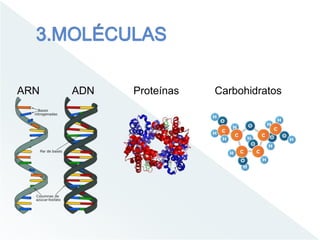 Proteínas CarbohidratosARN ADN
 