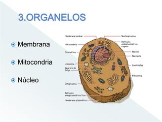  Membrana
Mitocondria
Núcleo
