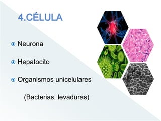 Neurona
 Hepatocito
 Organismos unicelulares
(Bacterias, levaduras)
 