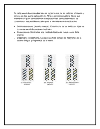 En cada una de las moléculas hijas se conserva una de las cadenas originales, y
por eso se dice que la replicación del ADN es semiconservadora. Hasta que
finalmente se pudo demostrar que la replicación es semiconservadora, se
consideraron tres posibles modelos para el mecanismo de la replicación:
 Semiconservadora (modelo correcto). En cada una de las moléculas hijas se
conserva una de las cadenas originales.
 Conservadora. Se sintetiza una molécula totalmente nueva, copia de la
original.
 Dispersora, o dispersante. Las cadenas hijas constan de fragmentos de la
cadena antigua y fragmentos de la nueva.
 