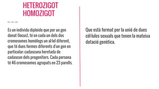 HETEROZIGOT
HOMOZIGOT
Es un individu diploide que per un gen
donat (locus), té en cada un dels dos
cromosomes homòlegs un al·lel diferent,
que té dues formes diferents d'un gen en
particular; cadascuna heretada de
cadascun dels progenitors. Cada persona
té 46 cromosomes agrupats en 23 parells.
Que està format per la unió de dues
cèl·lules sexuals que tenen la mateixa
dotació genètica.
 