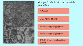 N: Núcleo
G: Complejo de golgi
Flechas: Material genético
Micrografía electrónica de una célula
plasmática
Flechas: Materi...