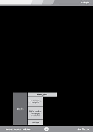—— Conformación globular
Es la propia estructura secundaria, que se une entre sí mediante enlaces de disulfuros, puentes de H, salinos,
fuerzas de Van der Walls. Por ejemplo, las enzimas, los anticuerpos, la actina, la miosina.
—— Fibrosa
Es la estructura secundaria del tipo a – hélice. Por ejemplo: el colágeno, la queratina y la elastina.
d.	 Estructura cuaternaria
Consiste en la asociación de dos o más cadenas iguales o distintas, mediante enlaces de tipo débil. La presentan
solo las proteínas de gran tamaño. Ejemplo: la hemoglobina, el colágeno, los capsómeros (proteínas virales).
Lípidos
Son biomoléculas ternarias (poseen C – H – O, aunque algunos lípidos contienen también N y P. Son insolubles en agua y
solubles es disolventes apolares, como el éter, el cloroformo o el benceno.
Importancia
•	 Almacenamiento de energía.
•	 Constituye las membranas celulares (función estructural).
•	 Constituye hormonas.
•	 Constituye las vitaminas liposolubles.
•	 Protección e impermeabilidad de las superficies vegetales.
•	 Protección alrededor de órganos delicados.
•	 Termoaislante (mal conductor del calor), mantiene la temperatura corporal de los animales endotermos (mamíferos).
Componentes
a.	 Ácidos grasos
Son poco abundantes en estado natural, están constituidos por una cadena de número par de átomos de carbono,
que tiene un grupo ácido en uno de sus extremos. Se conocen unos 70 ácidos grasos. Dependiendo del tipo de
enlace que exista entre los átomos de carbono, pueden ser:
—— Saturados
Los átomos de carbono están unidos por enlaces sencillos (caprílico, palmítico, esteárico, araquídico).
—— Monoinsaturados
Existe un enlace doble (oleico, palmitoleico, linolénico).
—— Poliinsaturados
Existen dos o más enlaces dobles (ácidos linoleico, linolénico y araquidónico, llamados esenciales).
b.	 Alcohol
Son cadenas hidrocarbonadas que presentan como grupo funcional a los oxidrilo. Los alcoholes que se hallan en
los lípidos son: glicerol (o glicerina, es el más común), esfingosina (en sistema nervioso), dolicol (en levaduras) y
el miricilo (cera de abejas).
Clasificación de lípidos
Lípidos
Ácidos grasos
Triglicéridos: Son los más
abundantes. Es la reserva de los
animales en forma de sebo y
manteca. En vegetales es líquido
(aceite).Lípidos simples y
hololípidos
acilglicérido y
céridos Ceras: Formado por un ácido
graso y un alcohol lineal.
Lípidos complejos
(compuestos o
heterolípidos)
•	 fosfolípidos
•	 fosfoaminolípidos
saponificables •	 esfingolípidos
•	 glucolípidos
•	 proteolípidos
Esteroides insaponificables
•	 esteroides
•	 terpenos
Biología
San Marcos25Colegio FRIEDRICH WÖHLER
 