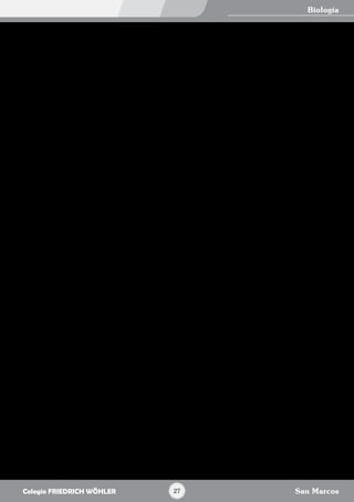 •	 Que la suma de los residuos de adenina y citocina estaba equilibrada con la suma de los residuos de guanina y
timina, o sea (A+C)= (G+T).
Para la constitución del nucleótido los tres elementos mencionados se unen. La unión entre pentosa y la base
nitrogenada, es mediante un enlace b – N glucosídico; mientras que la unión entre el ácido fosfórico y la pentosa, se
realiza mediante un enlace fosfoéster.
A los nucleótidos se les clasifica en desoxirribonucleótidos y ribonucleótidos, según la pentosa que posean: desoxirribosa
o ribosa, respectivamente. También se les clasifica según la base nitrogenada que posean: nucleótido de adenina,
nucleótido de citosina, nucleótido de uracilo, etc.
Un concepto complementario al de nucleótido es el de nucleósido, que es la unión de una pentosa y una base
nitrogenada.
Clasificación
a.	 ADN (ácido desoxirribonucleico)
Es un ácido nucleico constituido por dos cadenas de desoxirribonucleótidos, colocadas antiparalelamente (una
cadena está “de cabeza” con respecto a la otra, pero son paralelas), que se mantienen unidas mediante los
puentes de hidrógeno que se forman entre sus bases nitrogenadas. Por esto último se dice que son cadenas
complementarias, ya que cada base nitrogenada de una de las cadenas tiene “al frente” (en la otra cadena) a su
base complementaria. Esta estructura bicateriana se tuerce sobre si misma formando una hélice o espiral, por lo
que se dice que es helicoidal, con giro a la derecha.
—— Estructura del ADN
Los desoxirribonucleótidos presentan las siguientes características:
•	 Pentosa: desoxirribosa
•	 Ácido fosfórico (H3PO4)
•	 Bases nitrogenadas: adenina, guanina, citosina y timina.
Funciones
Es la molécula que contiene la información genética o hereditaria de un organismo. Se encuentra presente en todas
sus células. En ella encontramos todas las instrucciones para construir y poner en funcionamiento cada una de las
estructuras de un ser vivo. Tiene la capacidad de hacer copias de sí misma (replicación o autoduplicación del ADN)
b.	 ARN (ácido ribonucleico)
Es un ácido nucleico compuesto por una sola cadena de ribonucleótidos, la cual puede adoptar diferentes formas
según su función.
—— Estructura del ARN
Los ribonucleótidos presentan las siguientes características:
—— Pentosa: ribosa
—— Ácido Fosfórico (H3PO4)
—— Bases Nitrogenadas: adenina, guanina, citosina y uracilo.
Tipos
Se conocen tres tipos de ARN y los tres trabajan para sintetizar las proteínas; sin embargo cada tipo cumple una función
particular.
a.	 RNAm (mensajero)
Se forma a modo de copia de algún segmento del ADN, de forma que transporta en él información genética, desde
su núcleo hacia el citoplasma. Representa el 5 a 10% del ARN total. Su estructura es lineal. Presenta los codones,
que son tripletes de nucleótidos, que lo constituyen. El proceso de copiado de la información del ADN en el ARNm
se llama transcripción.
b.	 RNAt (transferencia)
Es el que transporta los aminoácidos hacia el ribosoma para la síntesis de proteínas. Existe por lo menos un ARNt
para cada uno de los aminoácidos de nuestras proteínas. Representa un 10 a 15% del ARN total. Su estructura es
en “hoja de trébol” (trifoliado). Presenta los anticodones, que son tripletes de nucleótidos complementarios a los
codones.
c.	 RNAr (ribosómico)
Se asocia con proteínas para la constitución de los ribosomas. Su estructura es globular. A estos llega el ARNm
para ser “leído” y ejecutado.
Biología
San Marcos27Colegio FRIEDRICH WÖHLER
 