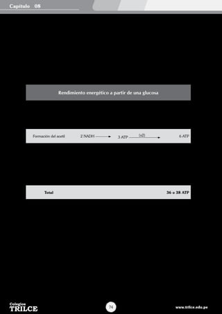 •	 Sistema de transporte de electrones y fosforilación oxidativa
Tiene lugar en las crestas mitocondriales. Durante este proceso los NADH y FADH2 dejan en libertad a los
H+ (protones) y e– (electrones) energizados convirtiéndose en NAD+ y FAD+ que regresan al ciclo de
Krebs. Los e– ingresan a la cadena transportadora de e– que los lleva hasta su aceptor final el O2. Al final
del proceso e– y protones H+ van a ser aceptados por el O2 para formar H2O.
En el transporte de e– de una molécula a otra se desprende energía para sintetizar ATP. Las enzimas en
este proceso se hallan en las crestas. Como el transporte de e– y síntesis de ATP son procesos acoplados
se les conoce como fosforilación oxidativa.
En general, por cada NADH se forman 3 ATP y por cada FADH2 se forman 2ATP. En este tipo de respiración
el oxígeno molecular (O2) es el último aceptor de los electrones y protones formando agua. Al final de los
señalados, si hacemos el balance energético (ATP) que hemos obtenido tendremos por cada molécula de
glucosa la ganancia neta de 36 – 38 ATP.
Rendimiento energético a partir de una glucosa
Glucólisis
2 ATP 2 ATP
2 NADH lanzadera 4 ó 6 ATP
Formación del acetil 2 NADH 3 ATP
(x2) 6 ATP
Ciclo de Krebs
1 GTP 1 ATP
1 NADH 3 ATP (x2) 24 ATP
1 FADH 2 ATP
Total 36 o 38 ATP
Sistema de lanzaderas
En las membranas de las mitocondrias se encuentran unos complejos proteínicos que participan en el transporte de los
hidrógenos citosólicos de la glucólisis, estos complejos son llamados sistemas de lanzaderas.
Tipos:
a.	 Lanzadera del glicerolfosfato
Los hidrógenos que transporta el NAD+ citosólico (2NADH) pasan al FAD mitocondrial (2FADH)
b.	 Lanzadera aspartato – malato
Durante esta los hidrógenos que transporta el NAD citosólico (2NADH) pasan al NAD+ mitocondrial (2NADH).
En conclusión, por cada molécula de glucosa que entra a la célula se obtienen 32 moléculas de ATP. Si prosigue la
lanzadera glicerol 3P se añaden 4 ATP, obteniéndose en total 36 ATP. Si, por el contrario, sigue la lanzadera del Malato
– Aspartato se añaden 6ATP, haciendo un total de 38 ATP.
Capítulo
www.trilce.edu.pe74
08
 