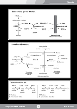 Biología
San Marcos75Colegio FRIEDRICH WÖHLER
 
