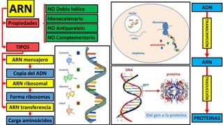 Biología bioquímica - semestral sm | PDF