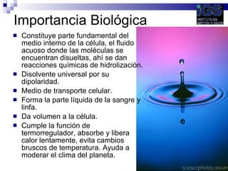 Importancia Biológica <ul><li>Constituye parte fundamental del medio interno de la célula, el fluido acuoso donde las molé...