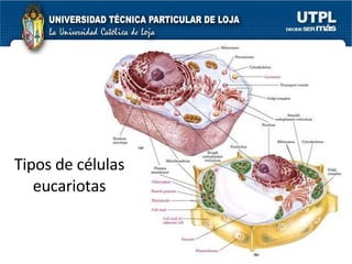 Tipos de células eucariotas 