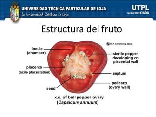 Estructura del fruto 