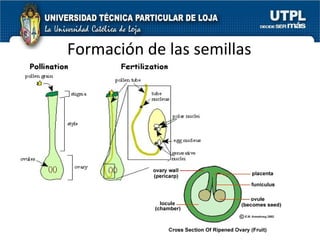 Formación de las semillas 