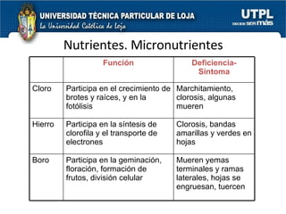 Nutrientes. Micronutrientes Función Deficiencia-Síntoma Cloro Participa en el crecimiento de brotes y raíces, y en la fotólisis Marchitamiento, clorosis, algunas mueren Hierro Participa en la síntesis de clorofila y el transporte de electrones Clorosis, bandas amarillas y verdes en hojas Boro Participa en la geminación, floración, formación de frutos, división celular Mueren yemas terminales y ramas laterales, hojas se engruesan, tuercen 