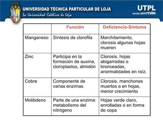 Función Deficiencia-Síntoma Manganeso Síntesis de clorofila Marchitamiento, clorosis algunas hojas mueren Zinc Participa en la formación de auxina, cloroplastos, almidón Clorosis, hojas abigarradas o bronceadas, anormalidades en raíz. Cobre Componente de varias enzimas Clorosis, manchones muertos o en hojas, menor crecimiento Molibdeno Parte de una enzima: metabolismo del nitrógeno Hojas verde claro, enrolladas o en forma de copa 