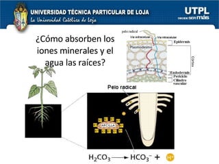 ¿Cómo absorben los iones minerales y el agua las raíces? 