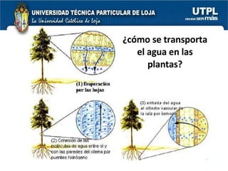 ¿cómo se transporta el agua en las plantas? 