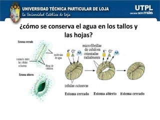 ¿cómo se conserva el agua en los tallos y las hojas? 