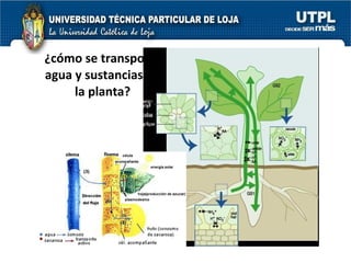 ¿cómo se transporta agua y sustancias en la planta? 