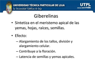 Giberelinas Sintetiza en el meristemo apical de las yemas, hojas, raíces, semillas. Efecto:  Alargamiento de los tallos, división y alargamiento celular. Contribuye a la floración. Latencia de semillas y yemas apicales. 