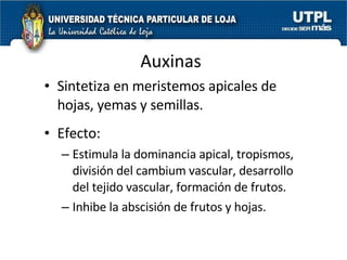 Auxinas Sintetiza en meristemos apicales de hojas, yemas y semillas. Efecto:  Estimula la dominancia apical, tropismos, división del cambium vascular, desarrollo del tejido vascular, formación de frutos. Inhibe la abscisión de frutos y hojas. 