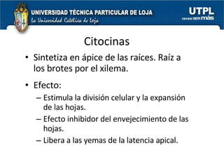 Citocinas Sintetiza en ápice de las raíces. Raíz a los brotes por el xilema. Efecto:  Estimula la división celular y la expansión de las hojas. Efecto inhibidor del envejecimiento de las hojas. Libera a las yemas de la latencia apical. 