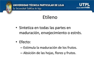 Etileno Sintetiza en todas las partes en maduración, envejecimiento o estrés. Efecto:  Estimula la maduración de los frutos. Absición de las hojas, flores y frutos. 