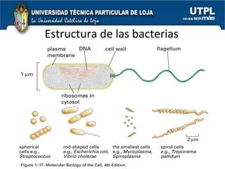 Estructura de las bacterias 